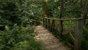 A imagem mostra uma escada de madeira em meio a uma trilha na floresta, cercada por vegetação densa e verde.
